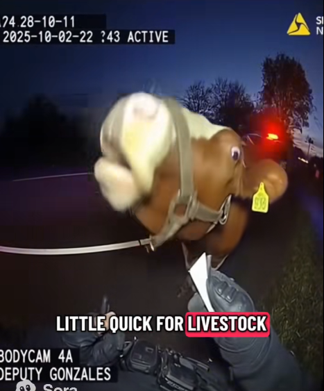 LITTLE QUICK FOR LIVESTOCK