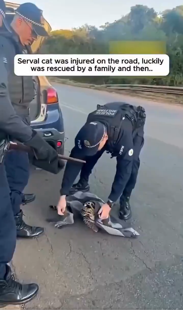 A Serval’s Second Chance — Kindness Still Exists